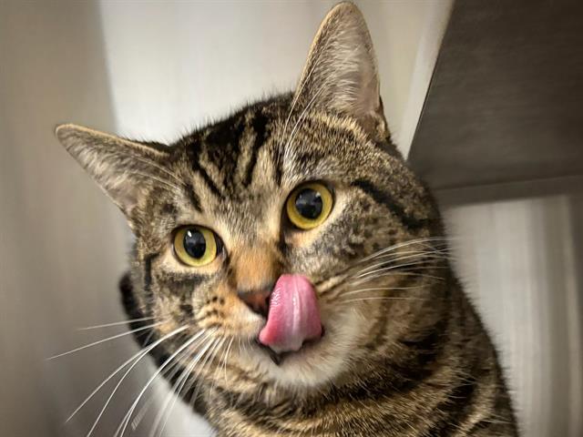 GINO, Adoptable, Young Male Domestic Short Hair.