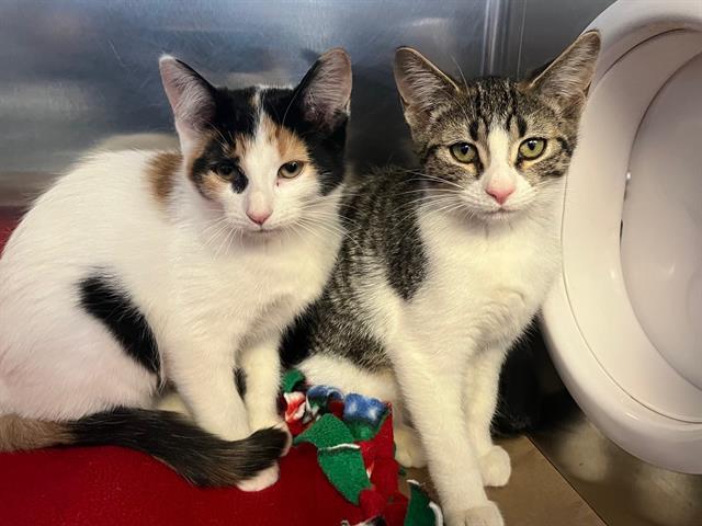 SPRING, Adoptable, Kitten Female Domestic Short Hair.