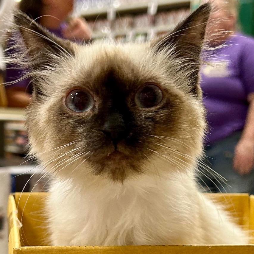 Hobgoblin thumbnail 2