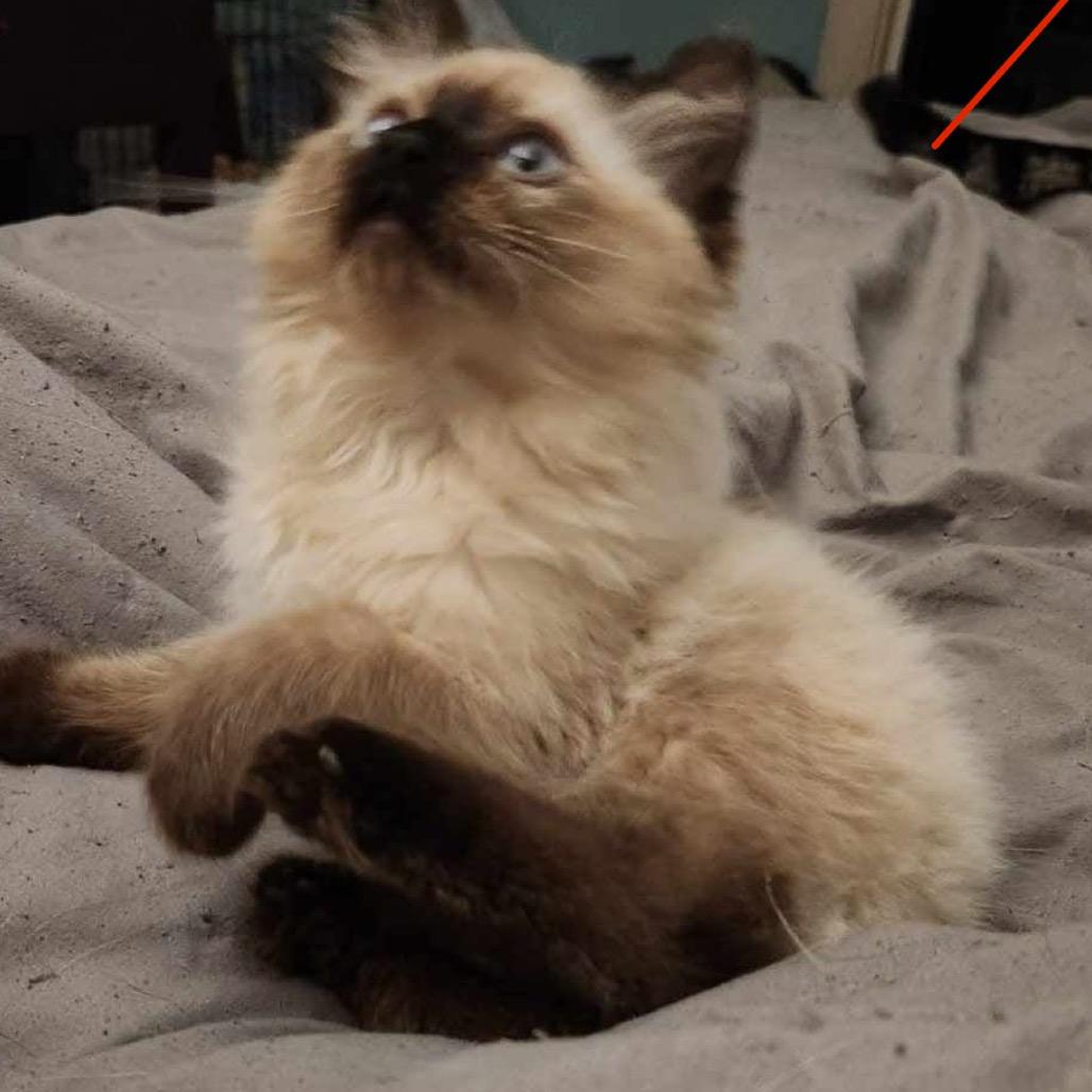 Hobgoblin thumbnail 3