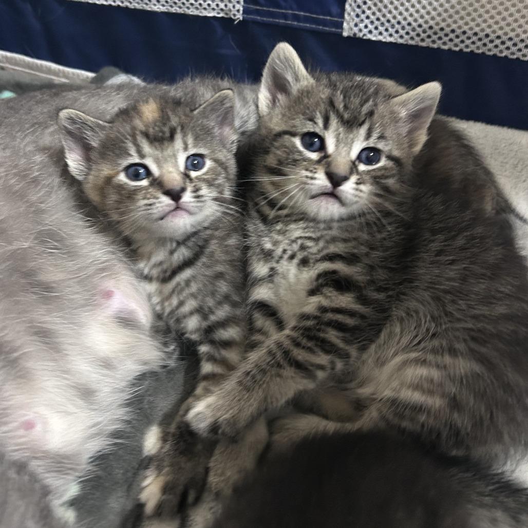 Crouton, Adoptable, Kitten Female Domestic Short Hair.