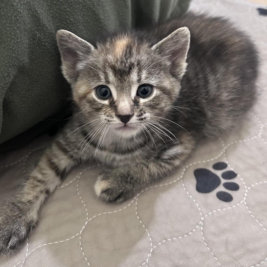 Enlarge Crouton, a Adoptable Domestic Short Hair in Normal, IL image 3/4