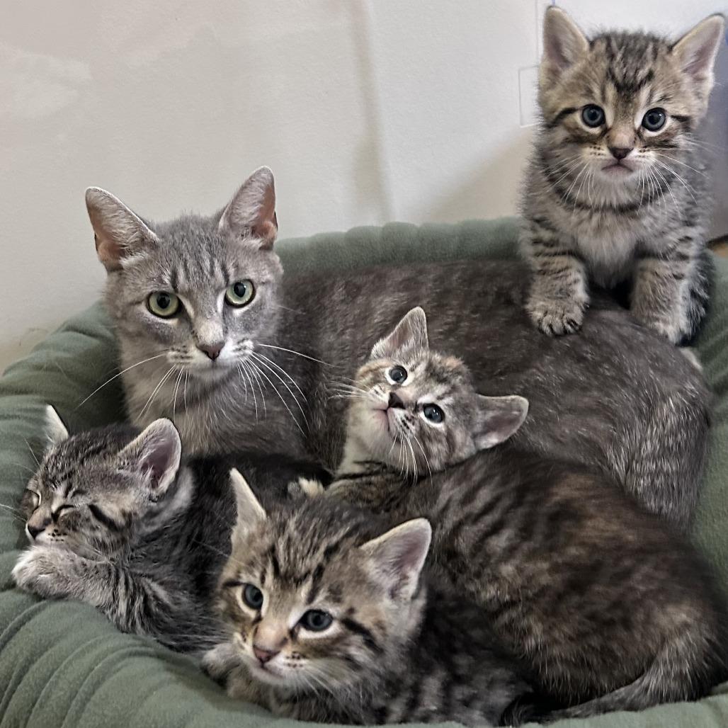 Enlarge Crouton, a Adoptable Domestic Short Hair in Normal, IL image 4/4