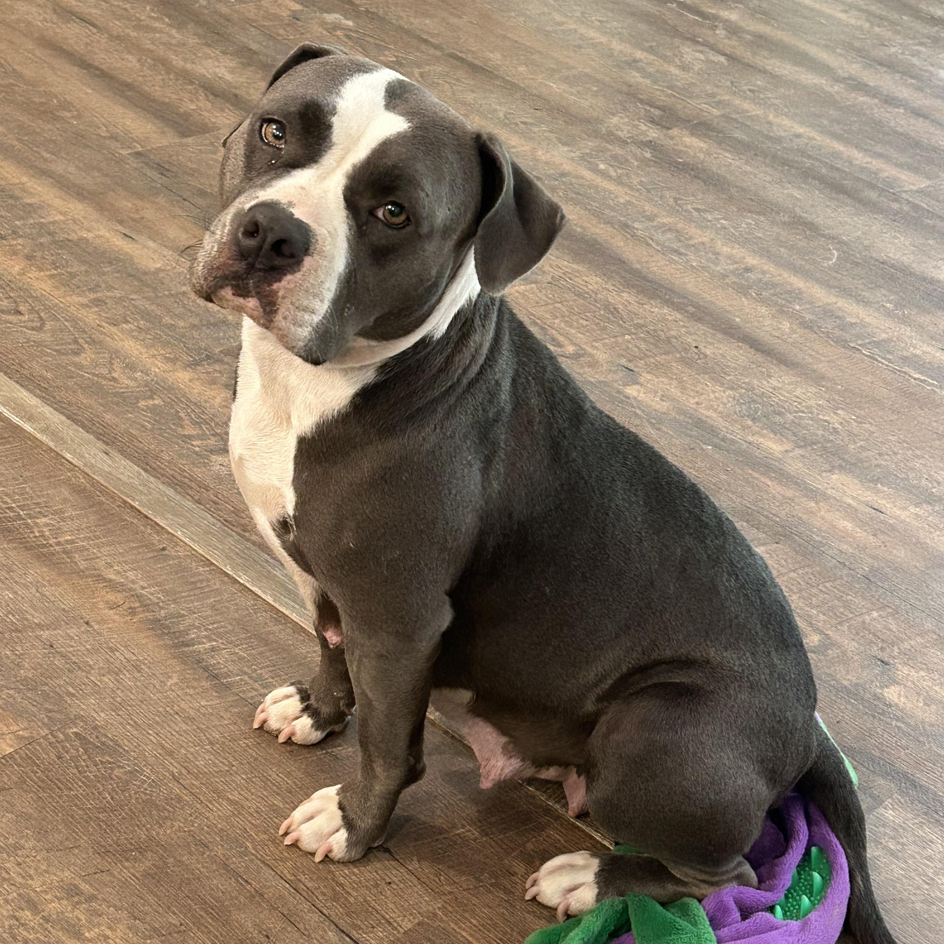 Maci, ADOPTABLE, Adult Female American Staffordshire Terrier.