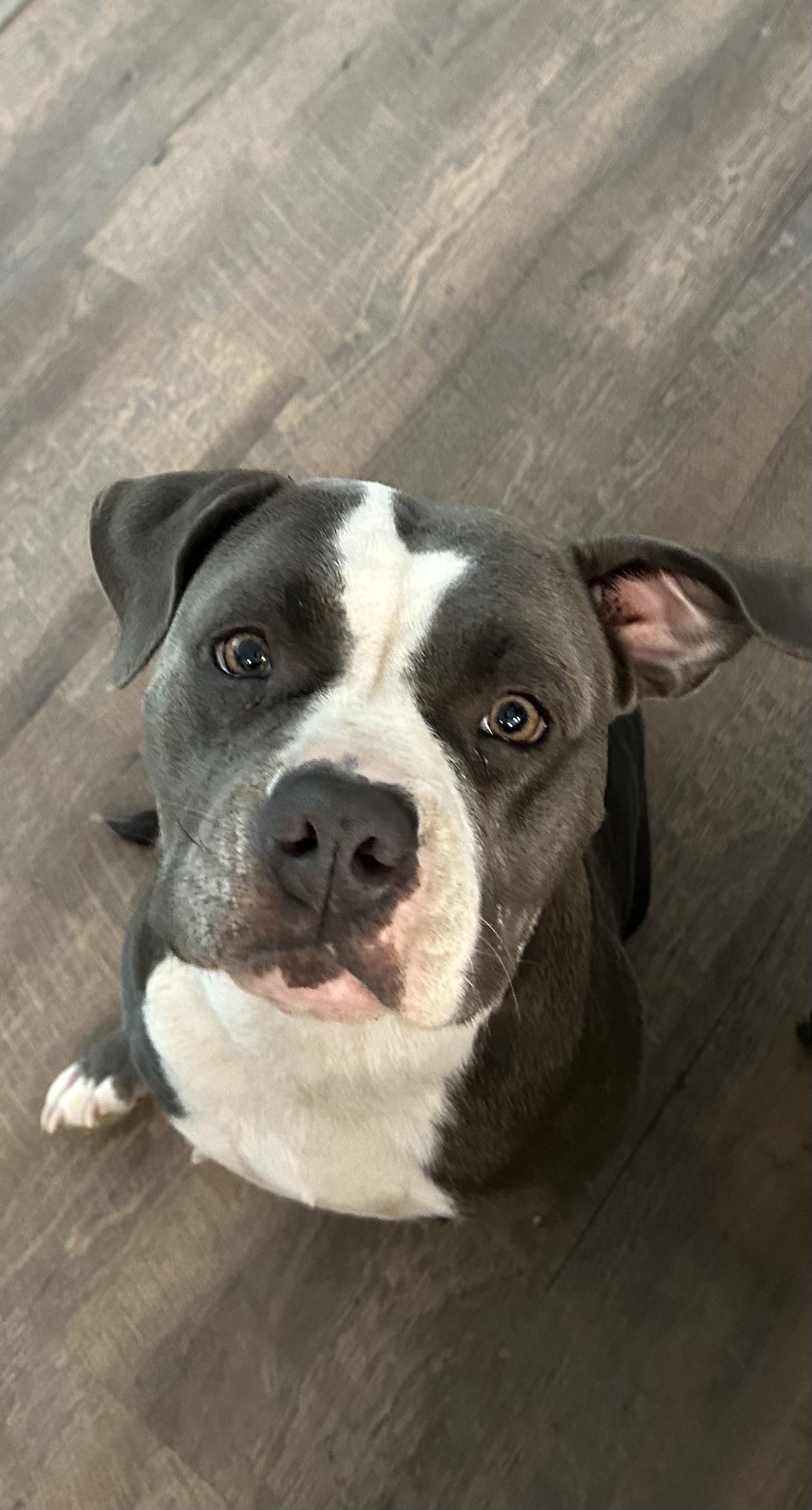 Enlarge Maci, a Adoptable American Staffordshire Terrier in conroe, TX image 3/4