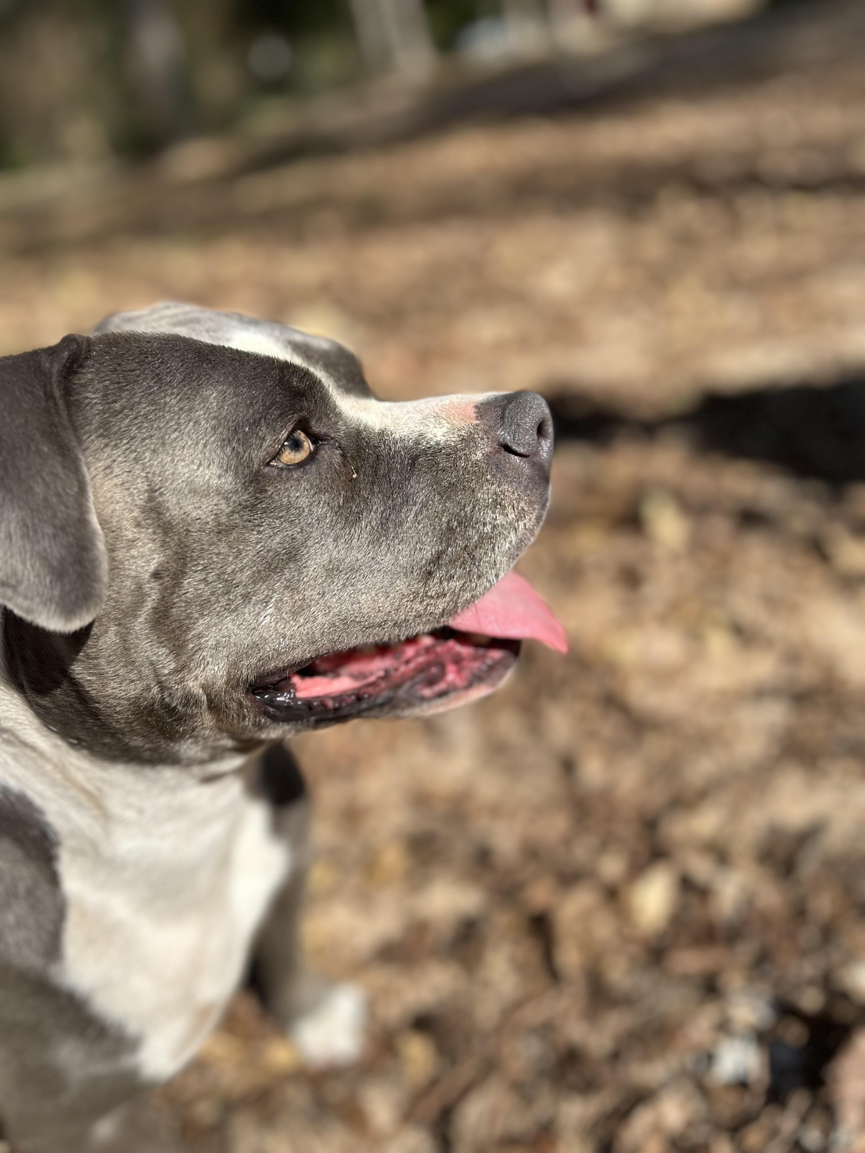 Enlarge Maci, a Adoptable American Staffordshire Terrier in conroe, TX image 2/4