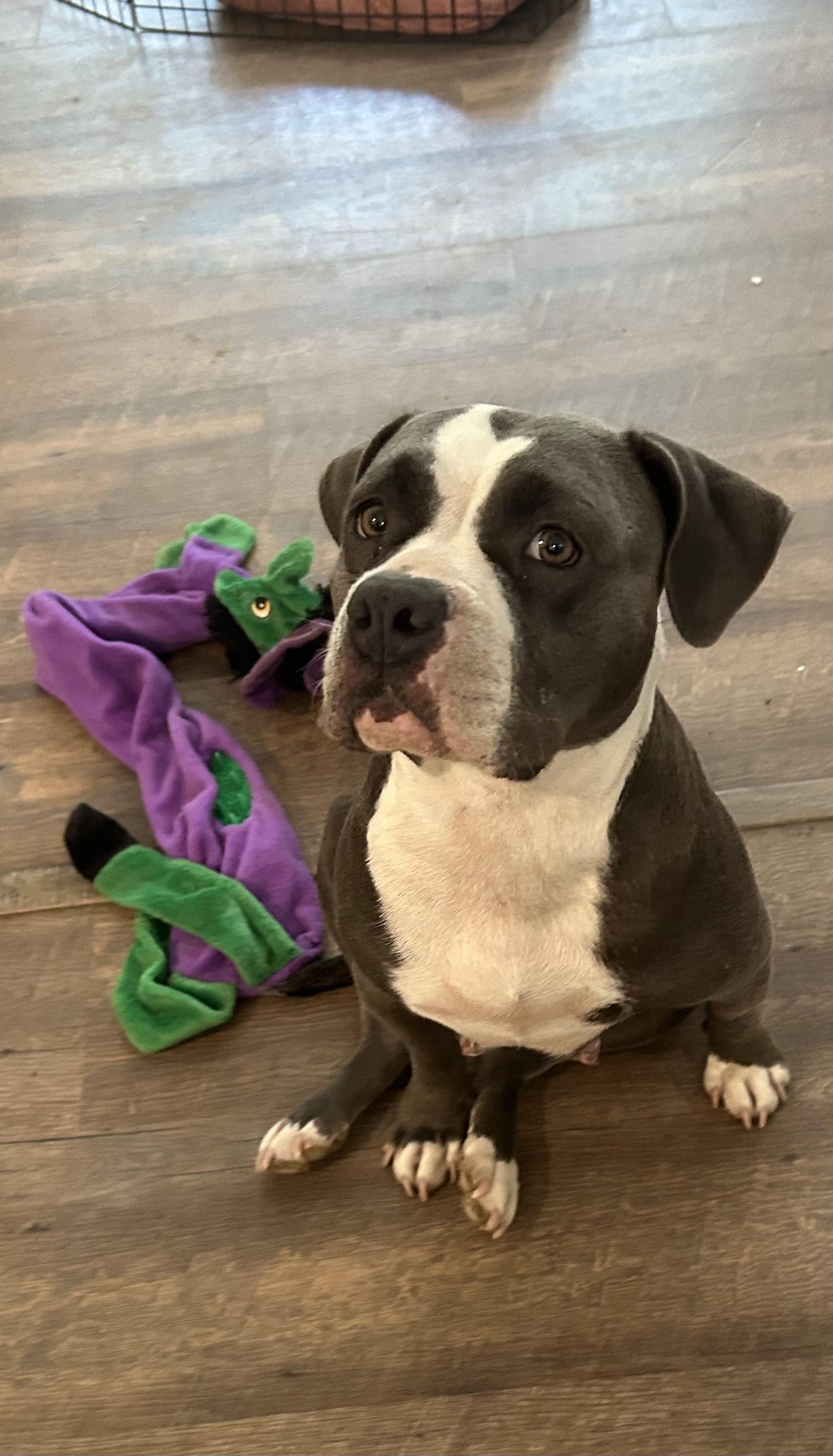 Enlarge Maci, a Adoptable American Staffordshire Terrier in conroe, TX image 4/4