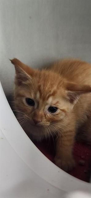 OCIMENE, Adoptable, Kitten Male Domestic Short Hair.