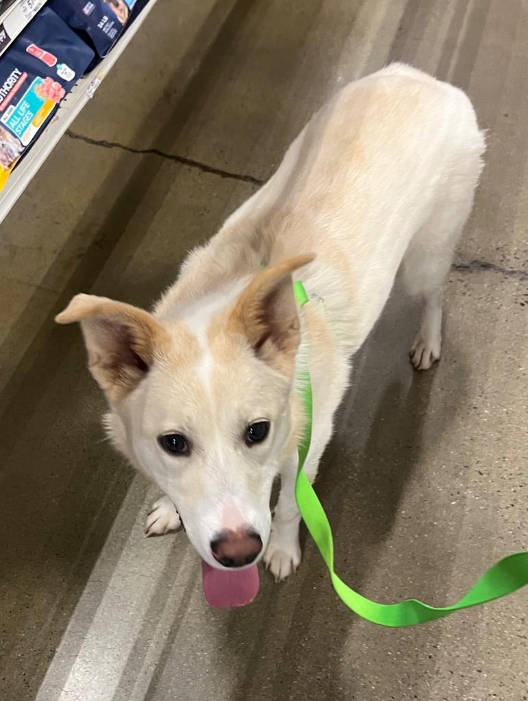 Enlarge Molly, a Adoptable mixed breed in Thompson Falls, MT image 4/6