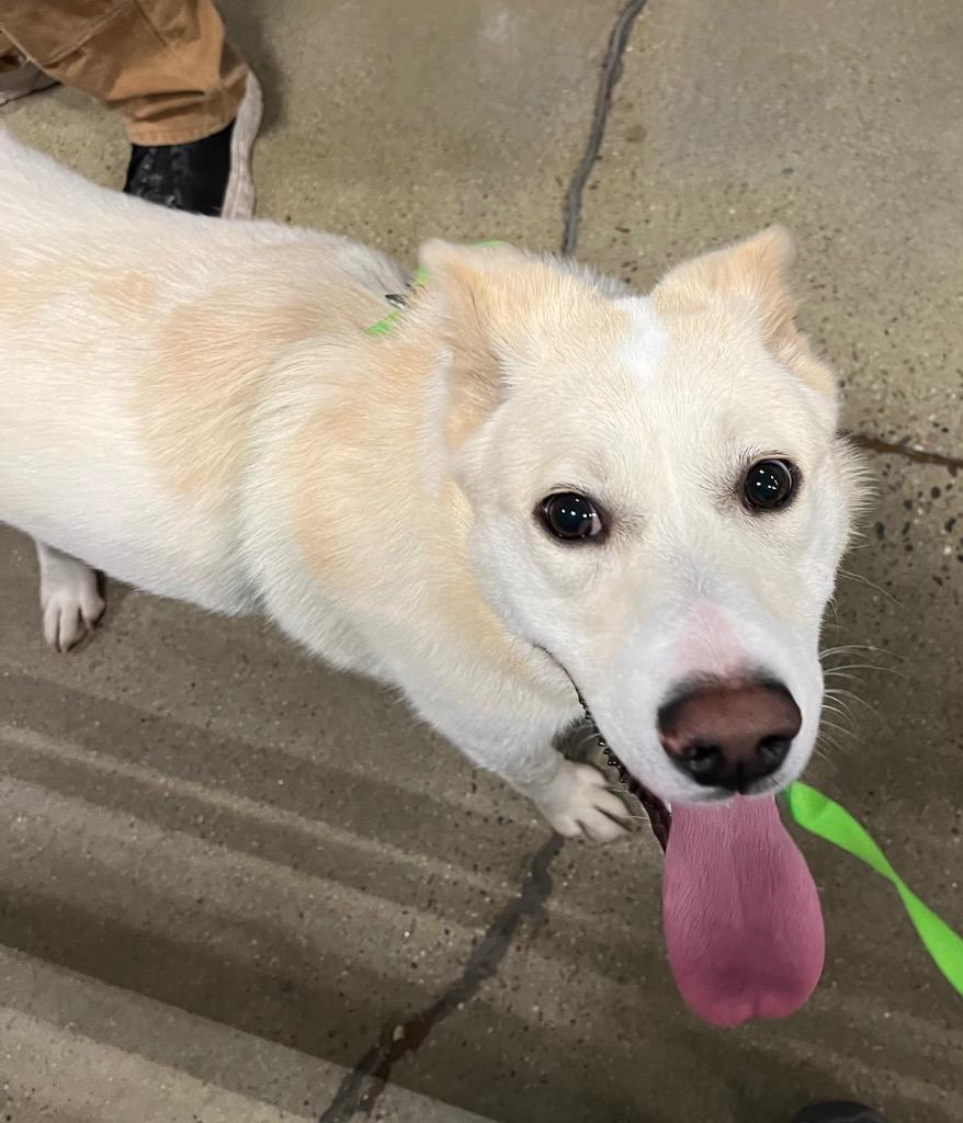 Enlarge Molly, a Adoptable mixed breed in Thompson Falls, MT image 6/6