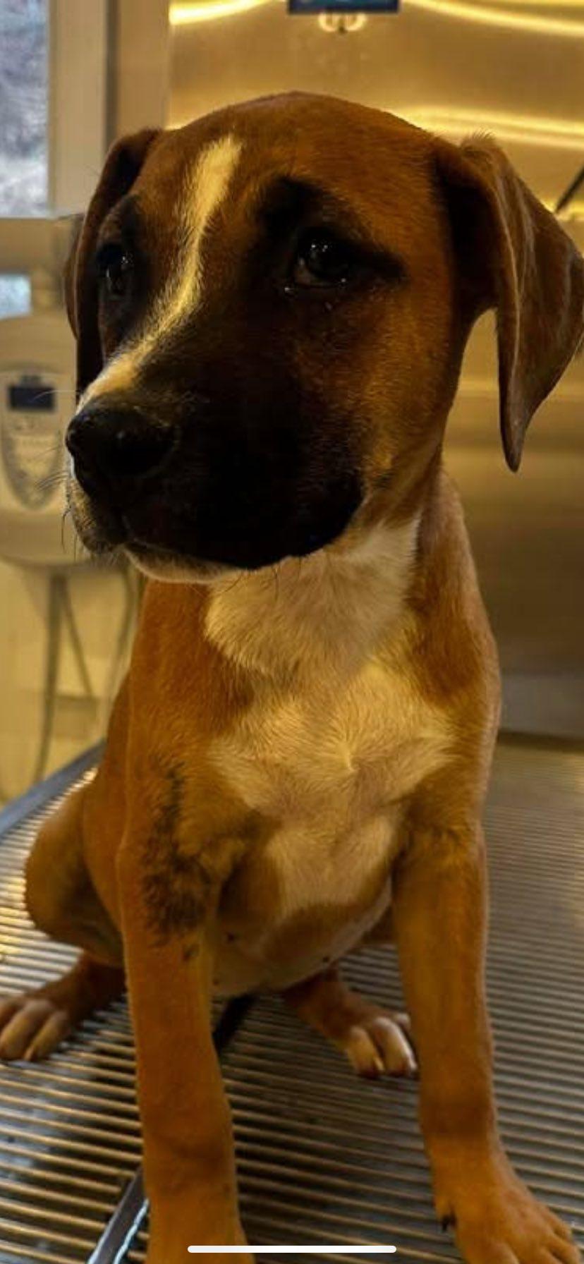 Jolene, an adopted mixed breed in Guntersville, AL image 1/4