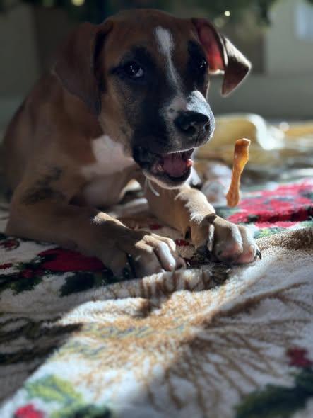 Jolene, an adopted mixed breed in Guntersville, AL image 2/4