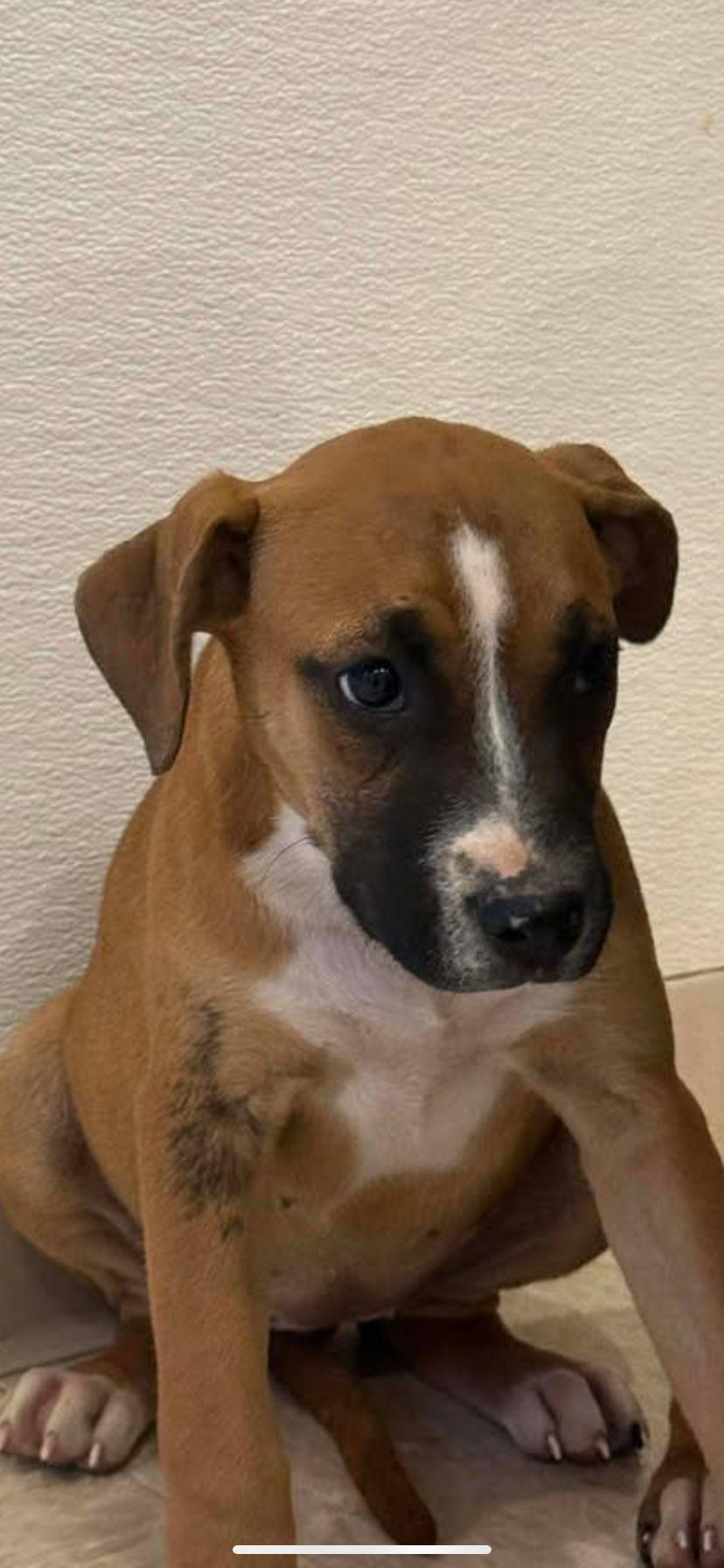 Jolene, an adopted mixed breed in Guntersville, AL image 3/4