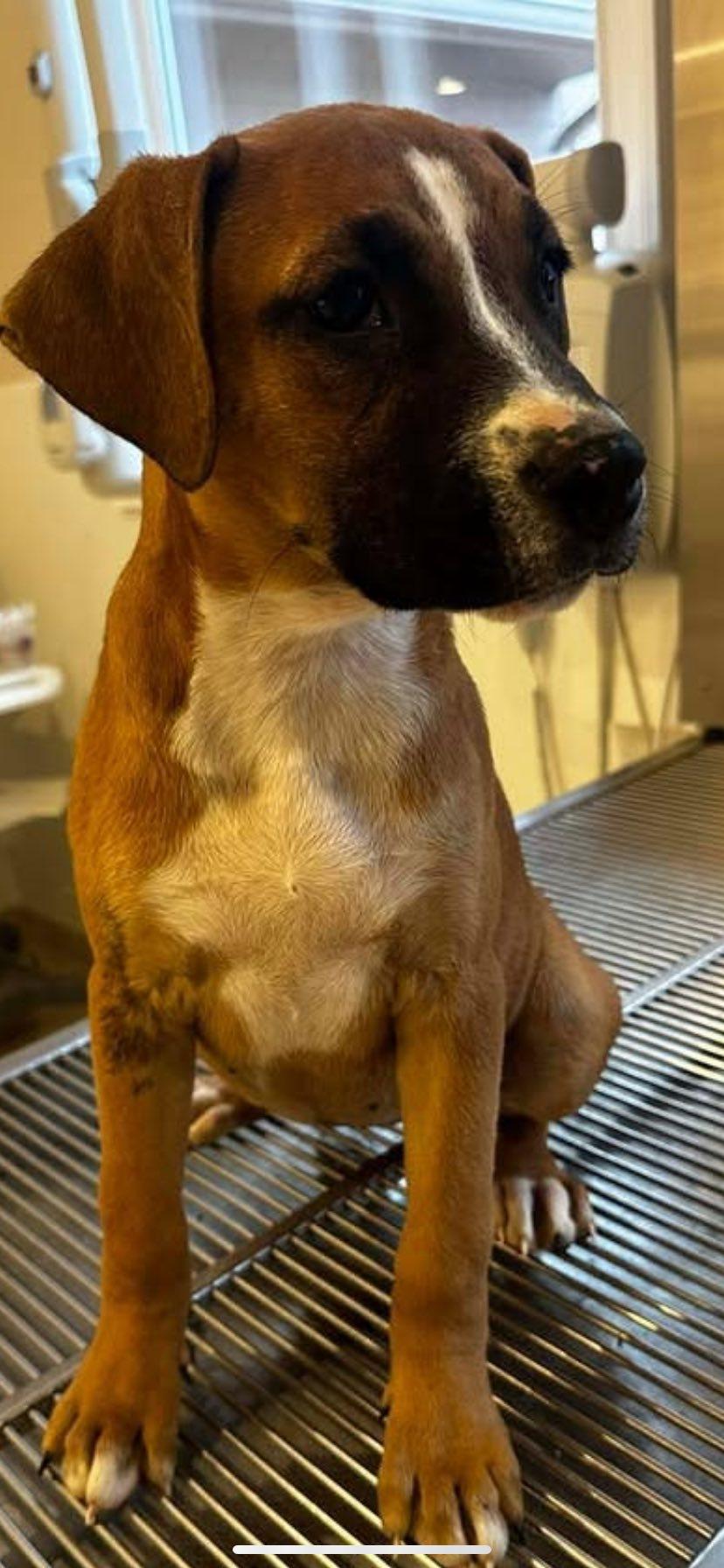 Jolene, an adopted mixed breed in Guntersville, AL image 4/4