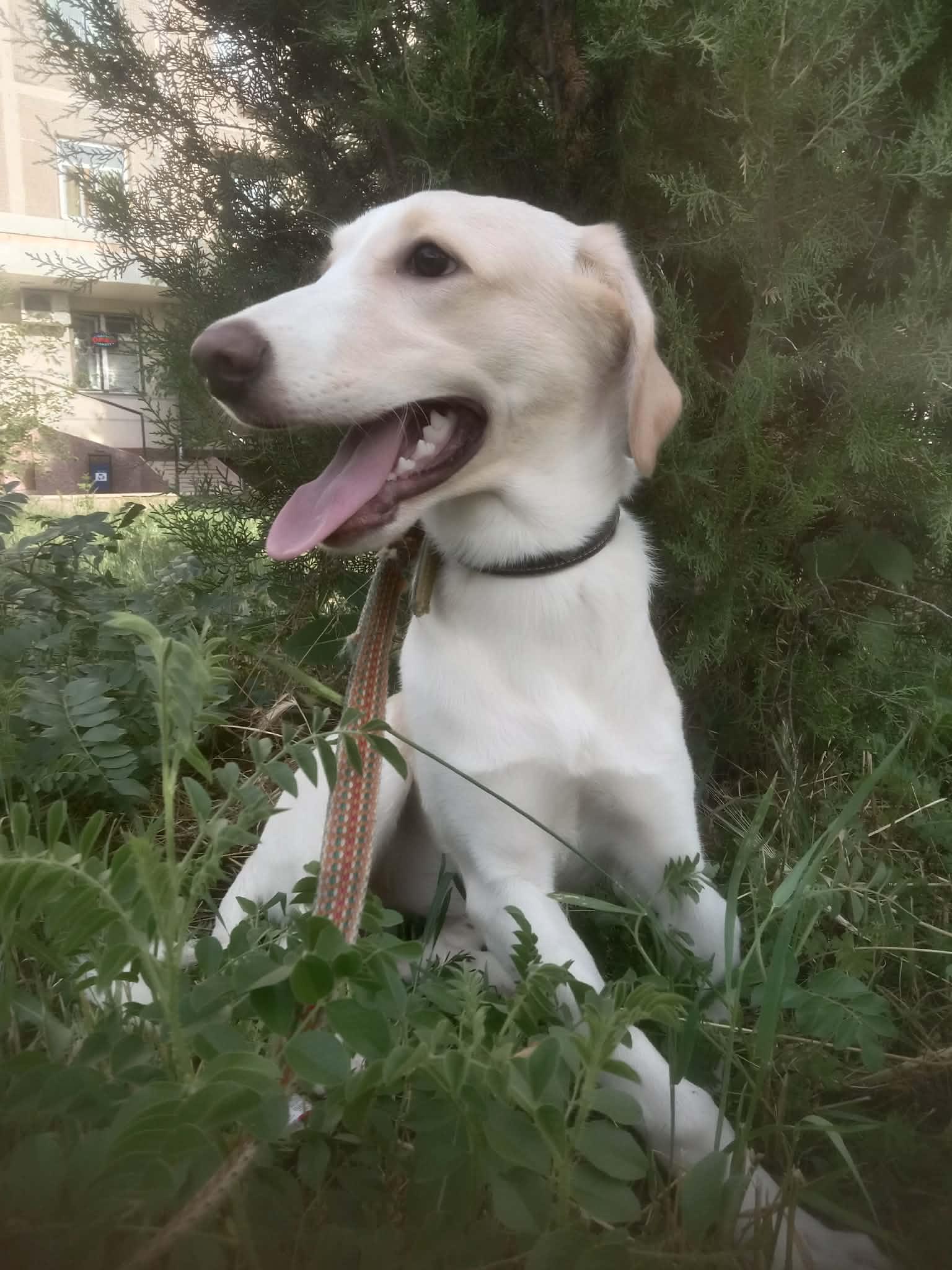 Luna, a Adoptable mixed breed in North York, ON image 3/6