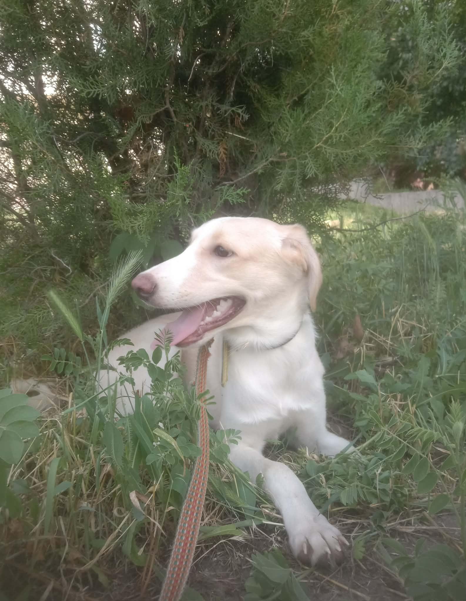 Luna, a Adoptable mixed breed in North York, ON image 5/6