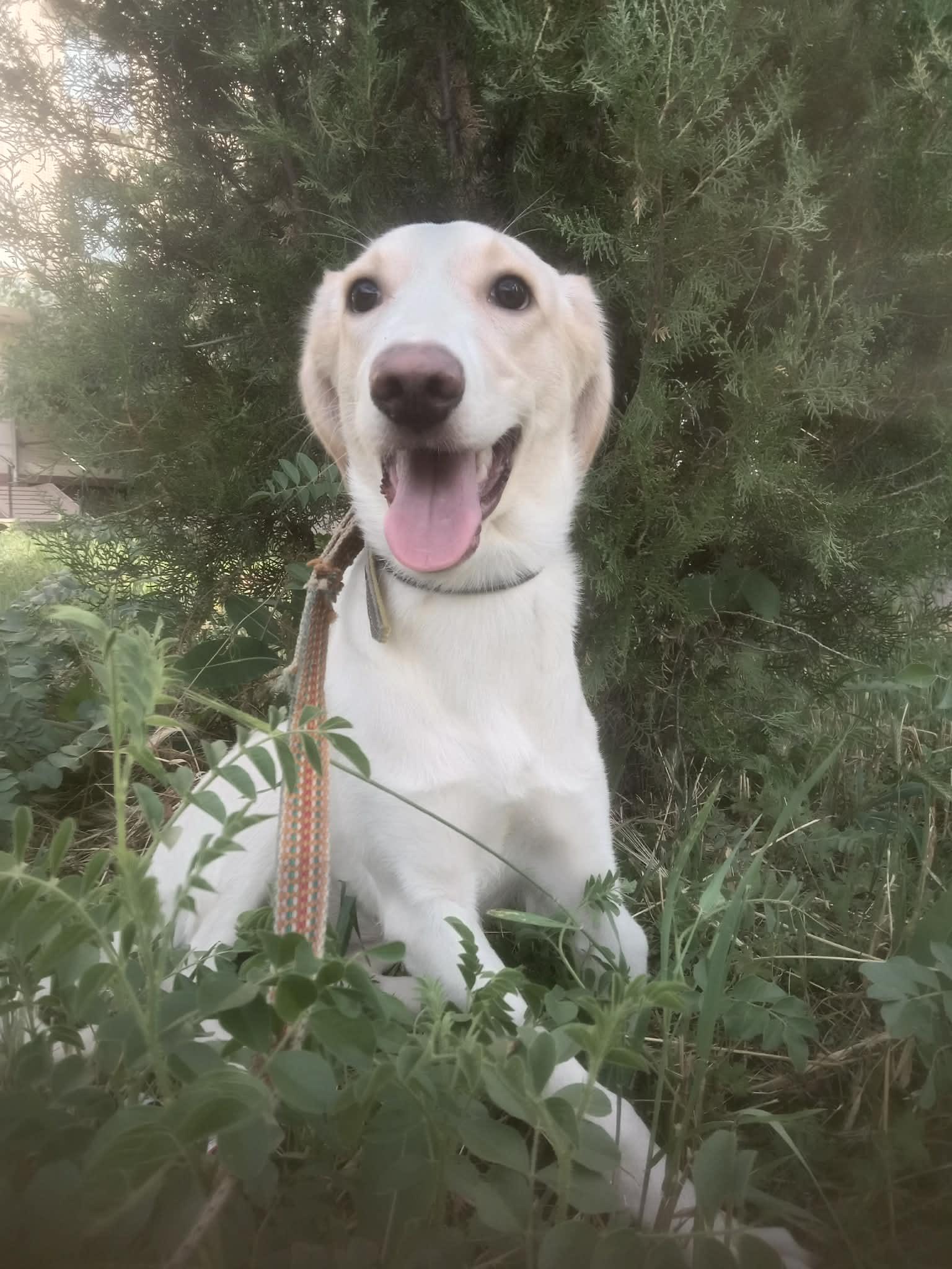 Luna, Adoptable, Young Female Mixed Breed & Labrador Retriever.