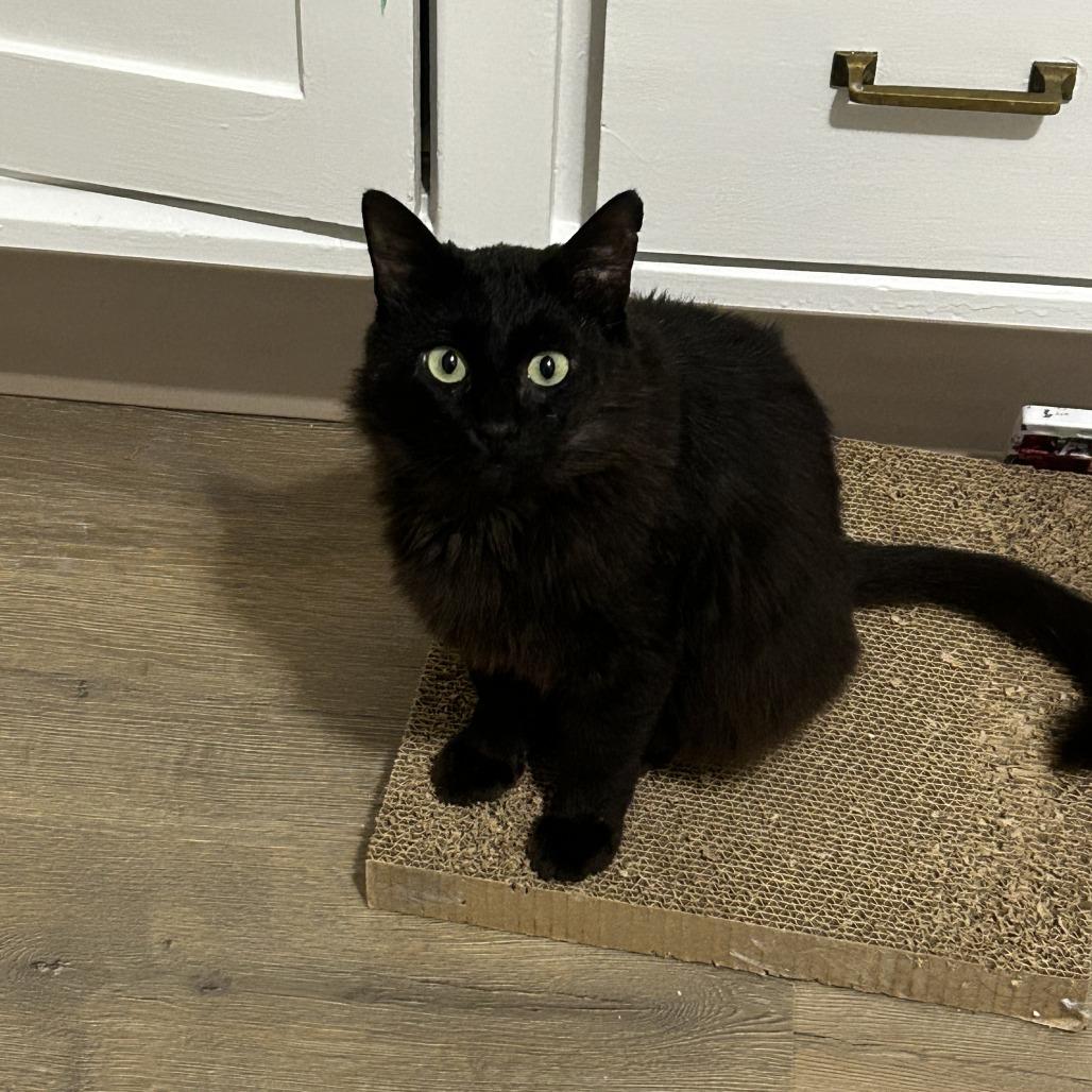 Enlarge Havoc, a Adoptable Domestic Medium Hair in Pullman, WA image 1/5