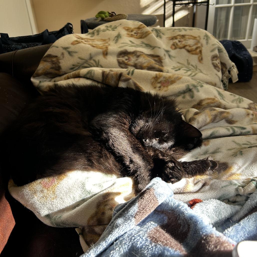 Enlarge Havoc, a Adoptable Domestic Medium Hair in Pullman, WA image 2/5