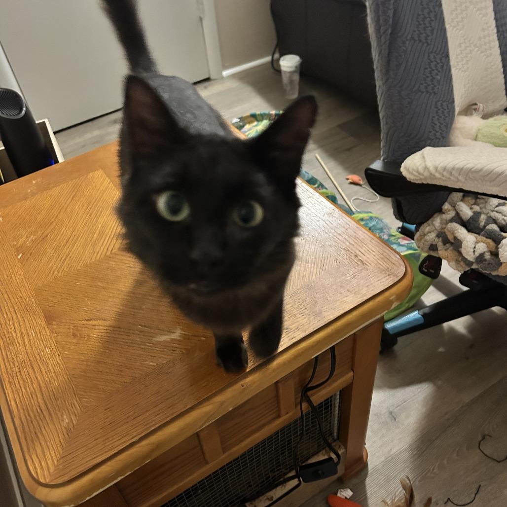 Enlarge Havoc, a Adoptable Domestic Medium Hair in Pullman, WA image 3/5