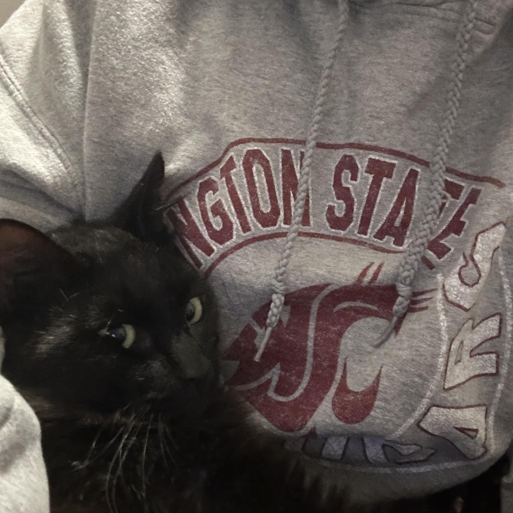 Enlarge Havoc, a Adoptable Domestic Medium Hair in Pullman, WA image 4/5