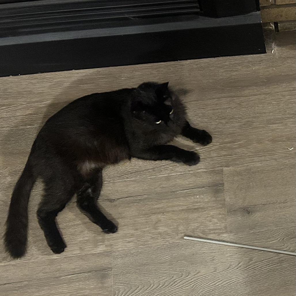 Enlarge Havoc, a Adoptable Domestic Medium Hair in Pullman, WA image 5/5