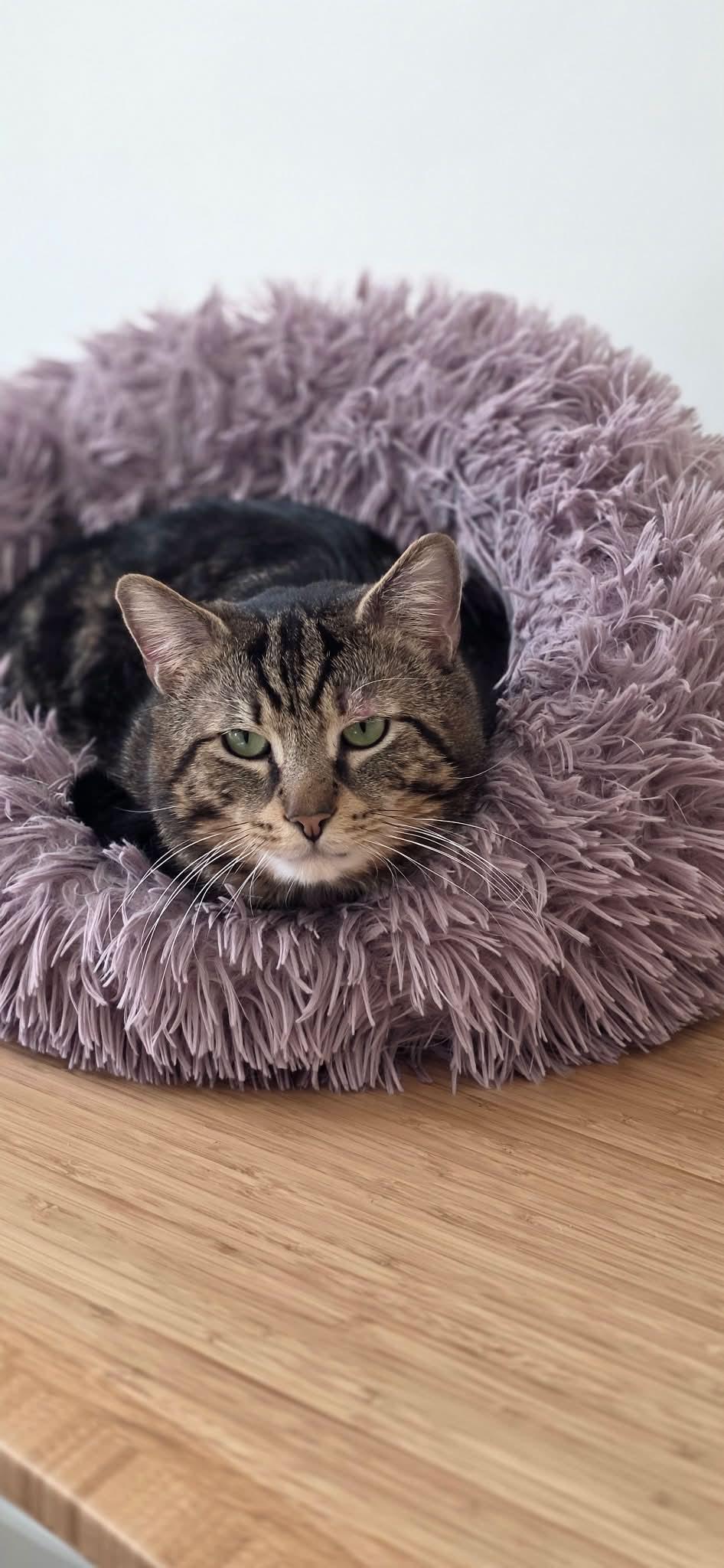 Enlarge Pocky, a ADOPTABLE Domestic Short Hair in Brooklyn, NY image 2/5