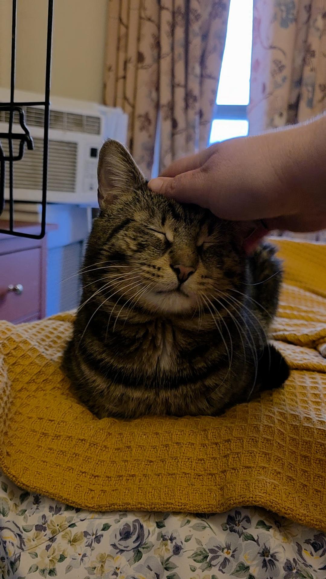 Enlarge Pocky, a ADOPTABLE Domestic Short Hair in Brooklyn, NY image 4/5