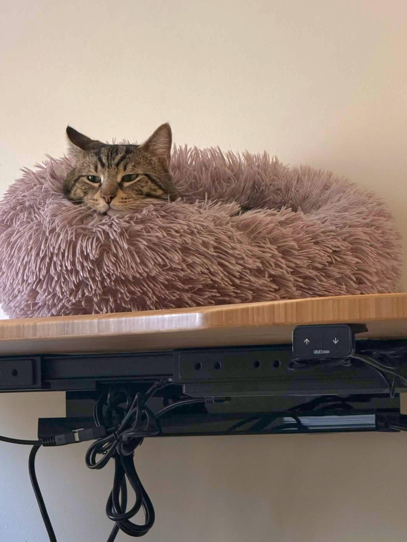 Enlarge Pocky, a ADOPTABLE Domestic Short Hair in Brooklyn, NY image 5/5