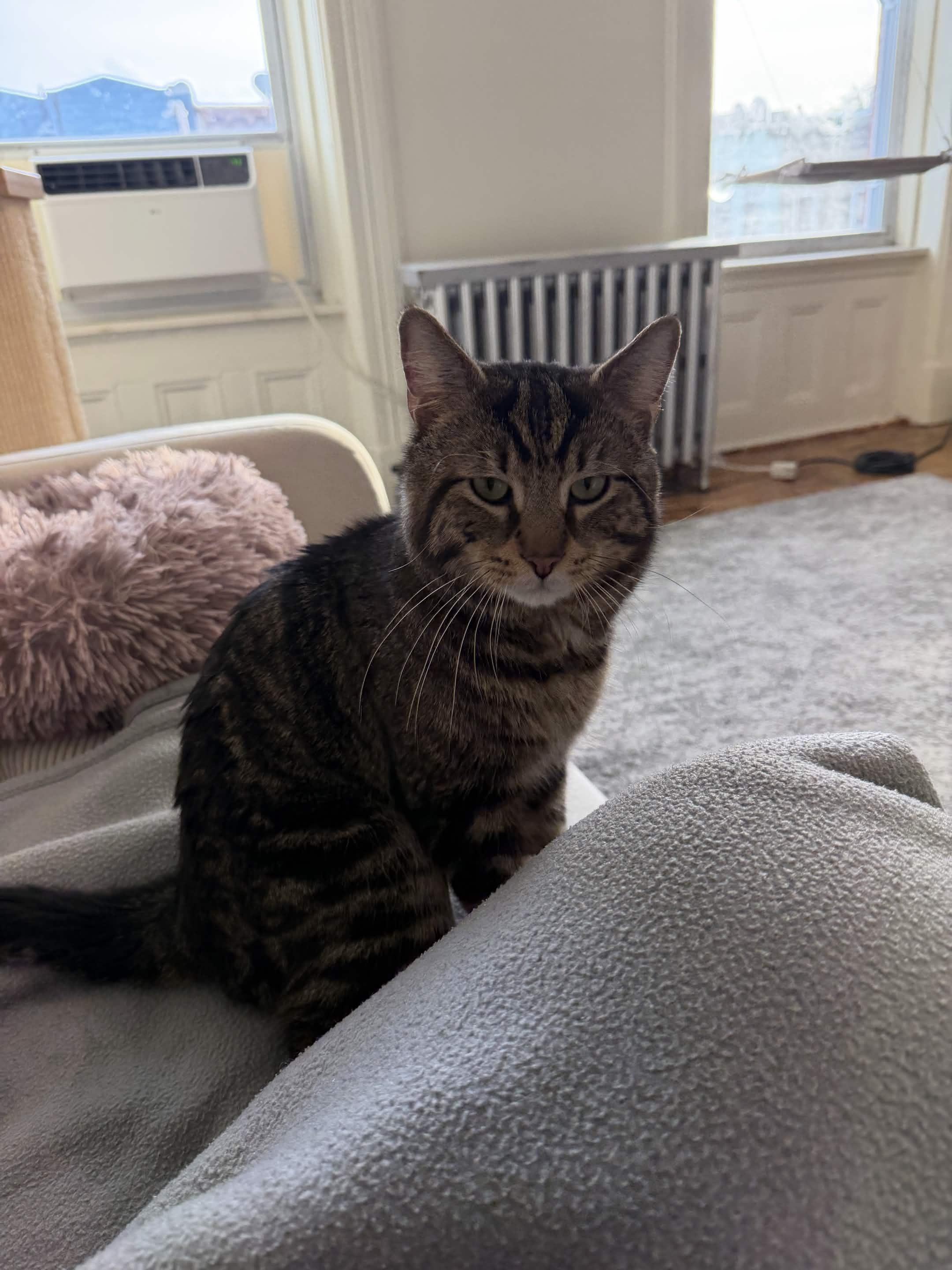 Enlarge Pocky, a ADOPTABLE Domestic Short Hair in Brooklyn, NY image 3/5