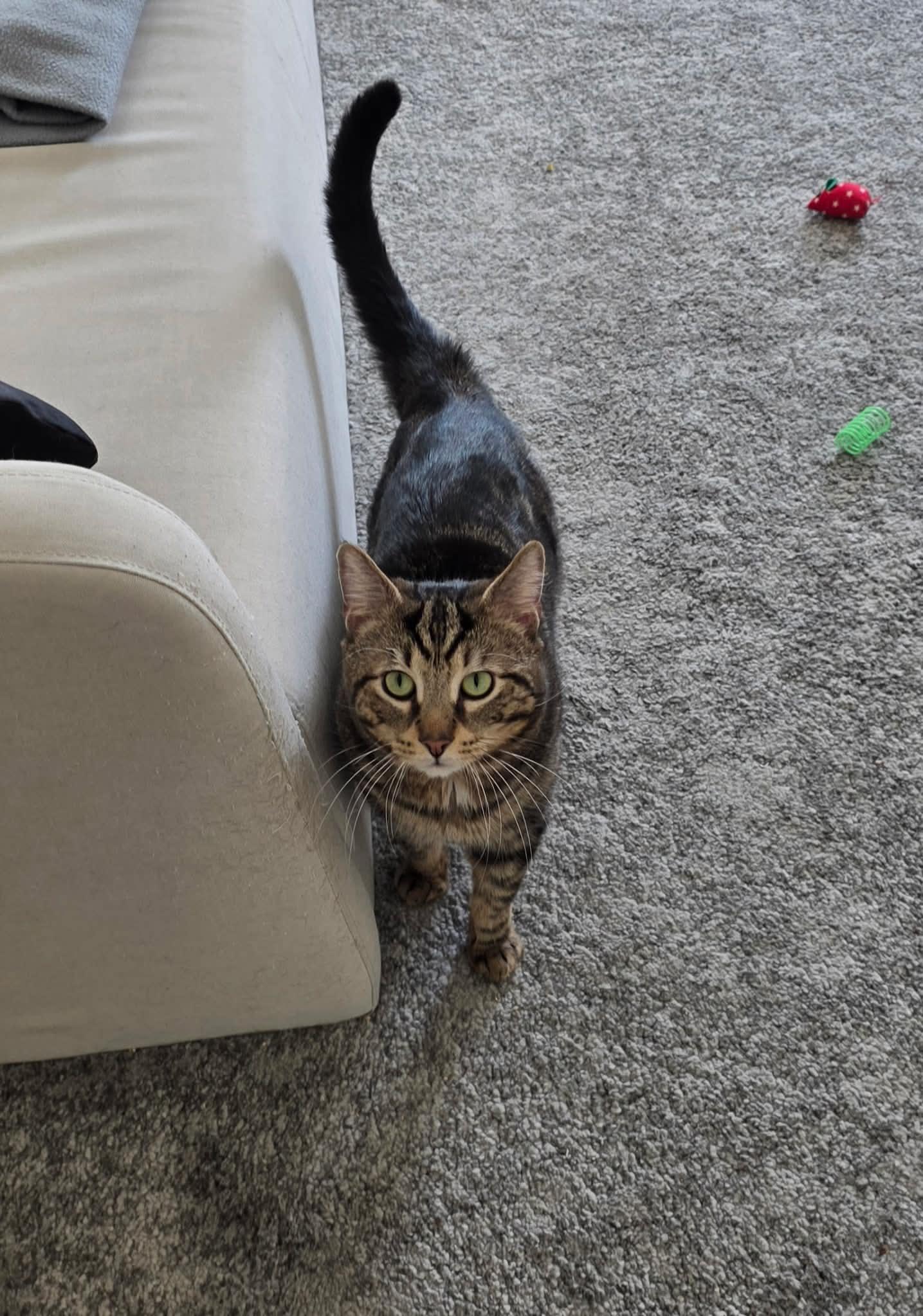 Pocky, ADOPTABLE, Young Male Domestic Short Hair.