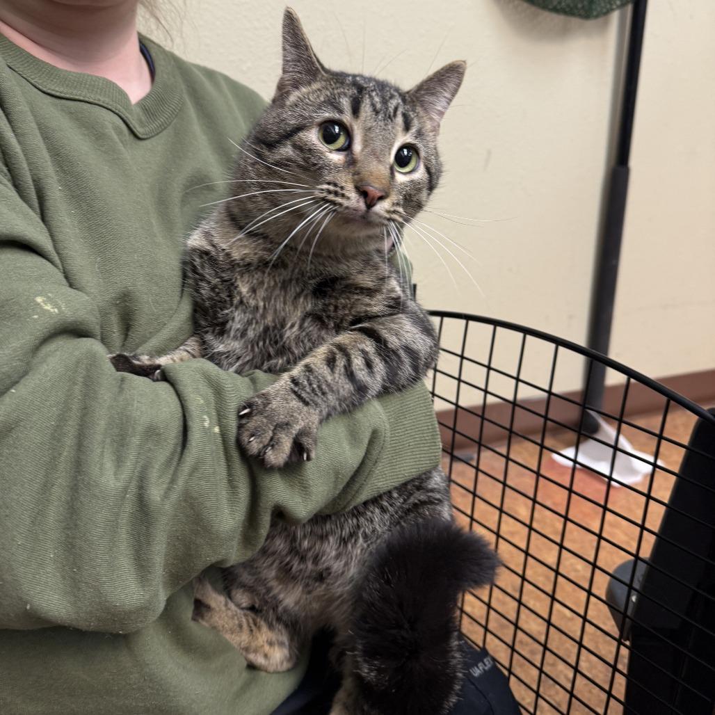 Enlarge Kenta, a Adoptable Domestic Short Hair in Madison, WI image 1/2