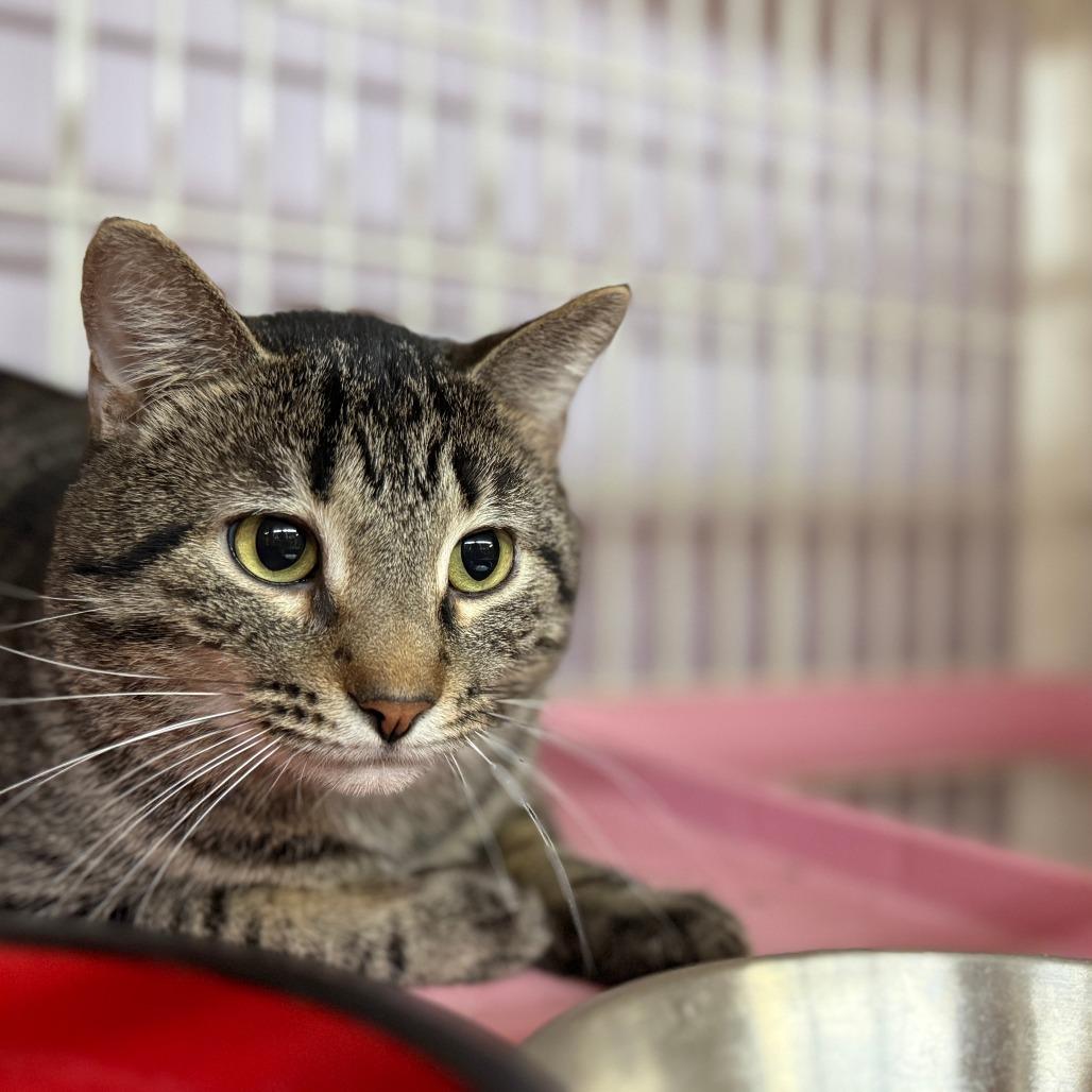 Enlarge Kenta, a Adoptable Domestic Short Hair in Madison, WI image 2/2