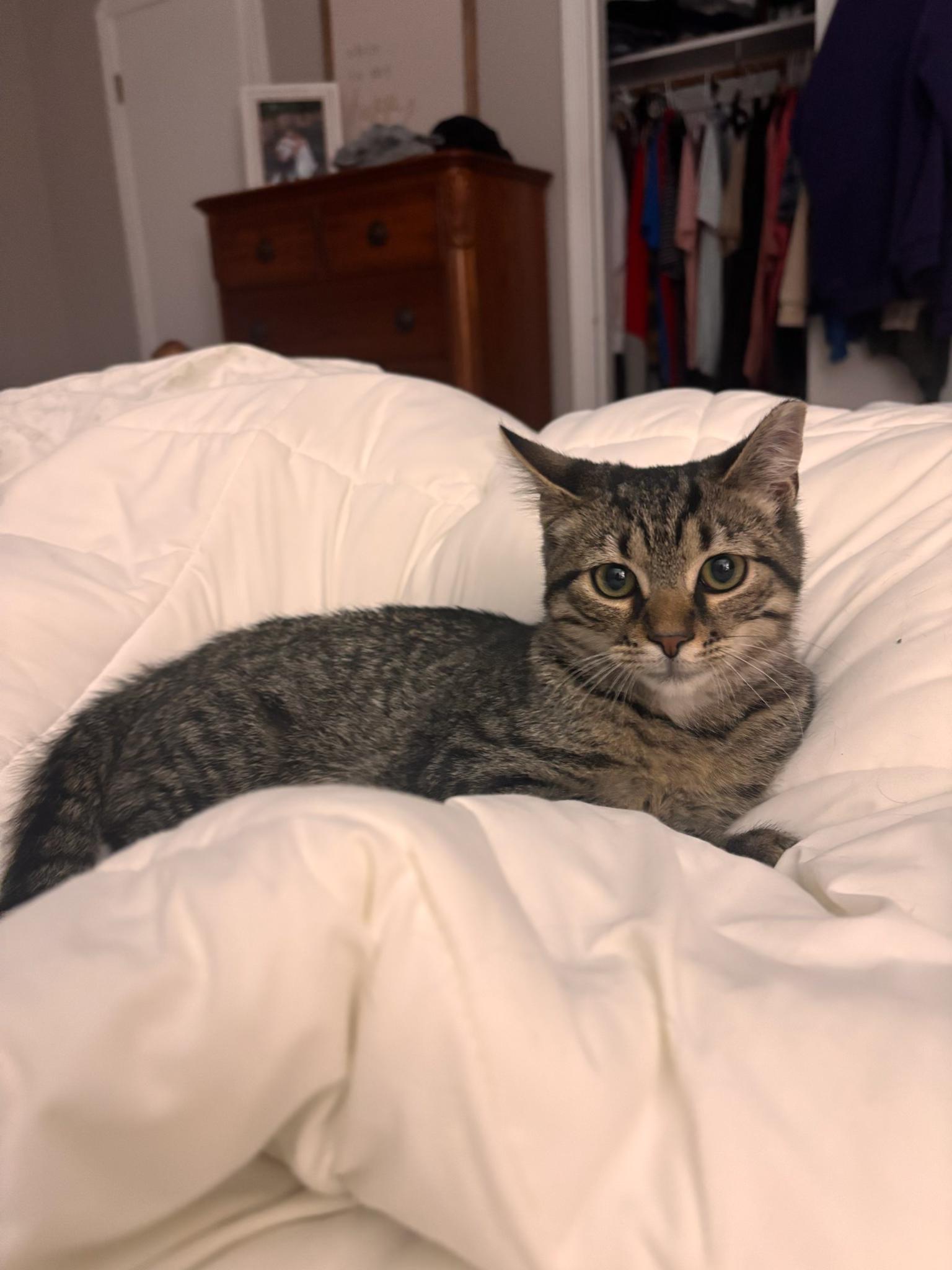 Enlarge Pickles, an adopted Tabby in Shaker Heights, OH image 4/4
