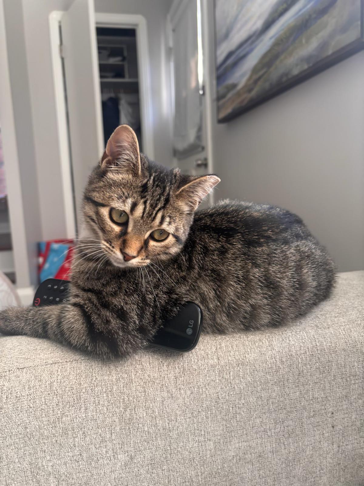 Enlarge Pickles, an adopted Tabby in Shaker Heights, OH image 3/4