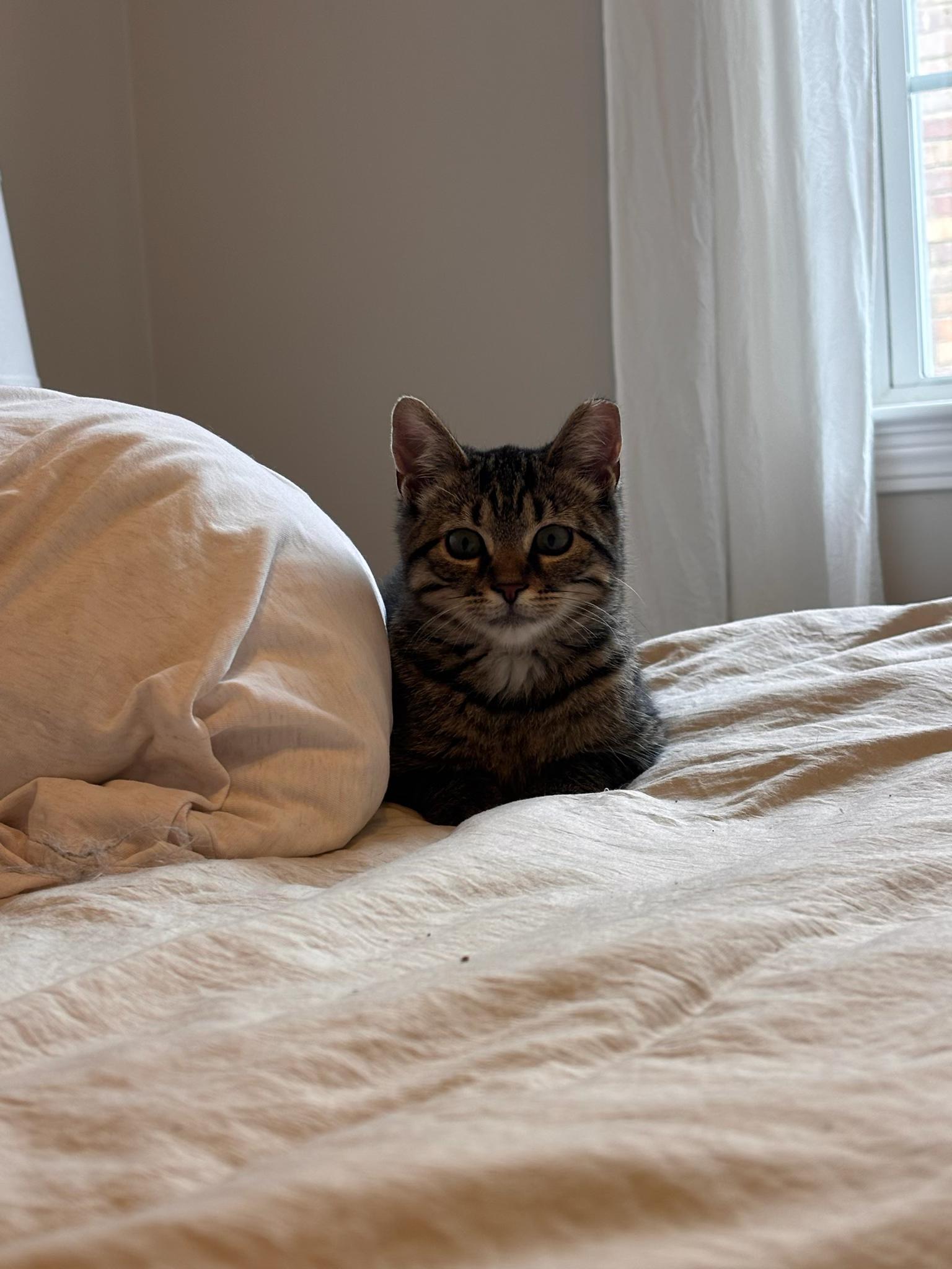 Enlarge Pickles, an adopted Tabby in Shaker Heights, OH image 2/4