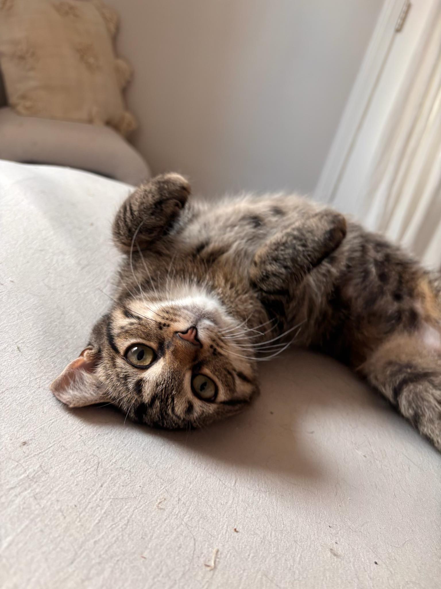 Pickles, adopted, Kitten Female Tabby.