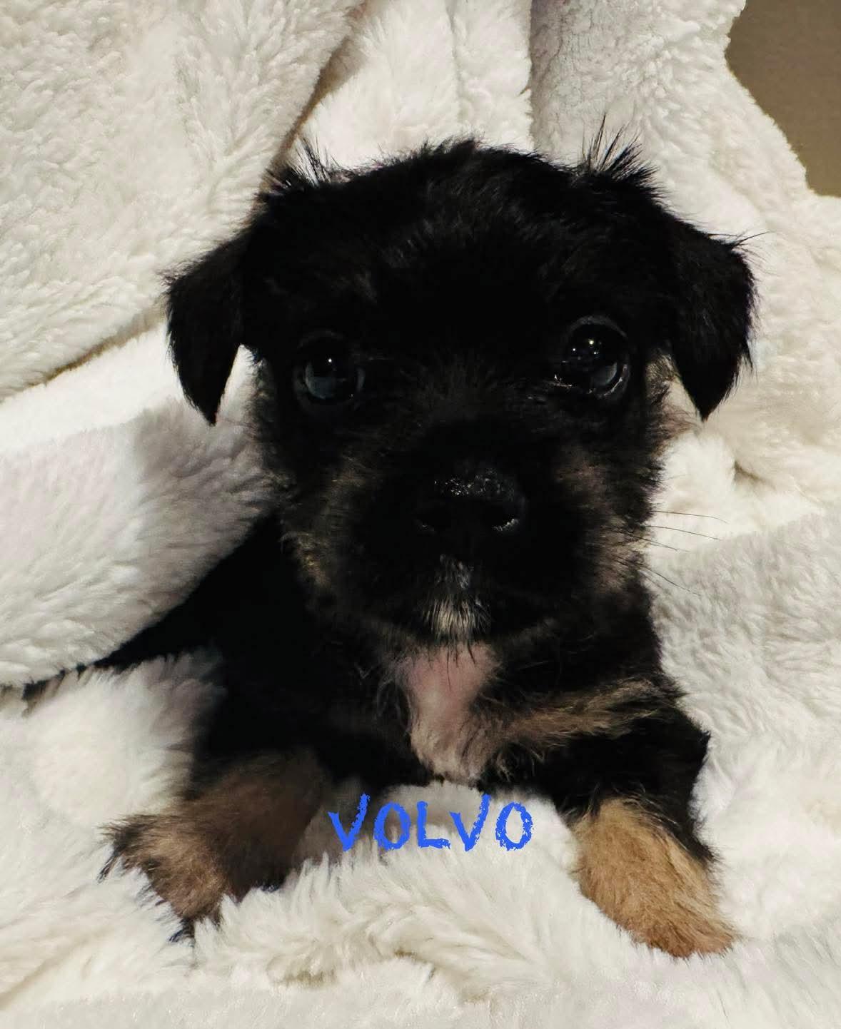 Volvo, Adoptable, Puppy Male Terrier & Pug.