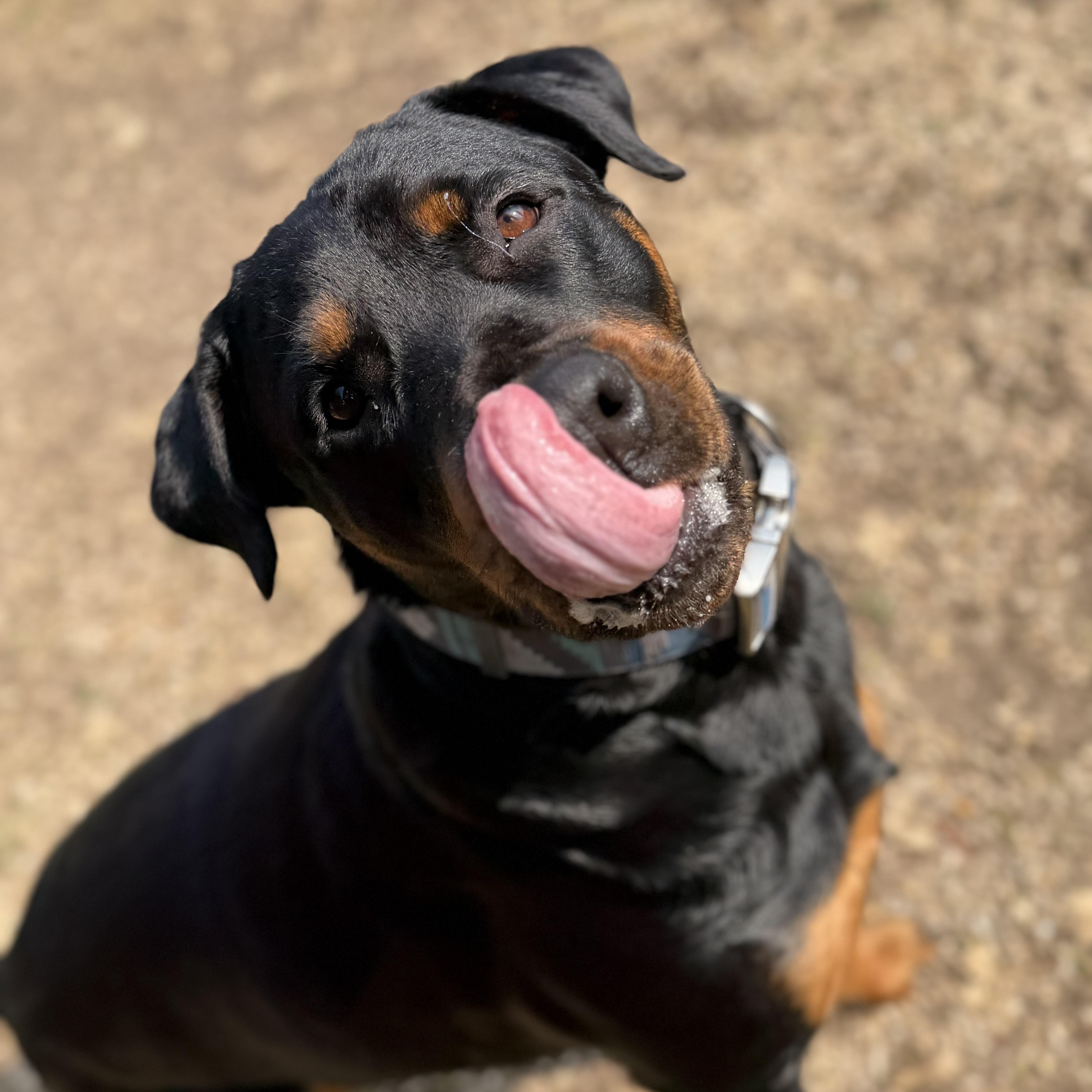 Enlarge Madeline, a Adoptable Rottweiler in New Orleans, LA image 2/6