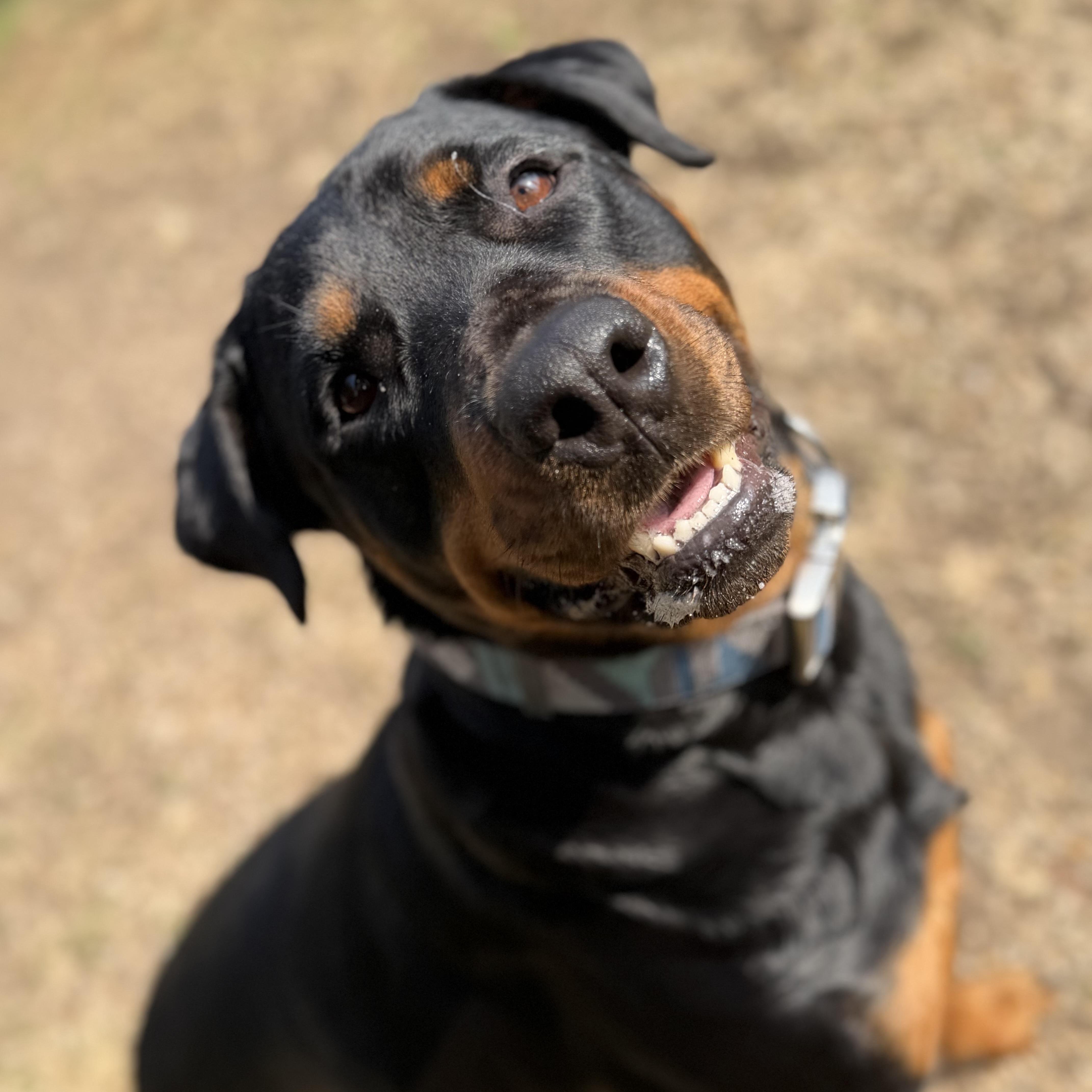 Enlarge Madeline, a Adoptable Rottweiler in New Orleans, LA image 1/6