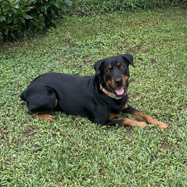 Enlarge Madeline, a Adoptable Rottweiler in New Orleans, LA image 4/6