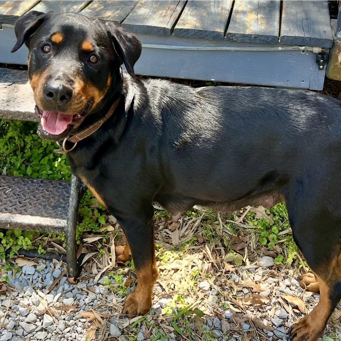 Madeline, Adoptable, Adult Female Rottweiler.