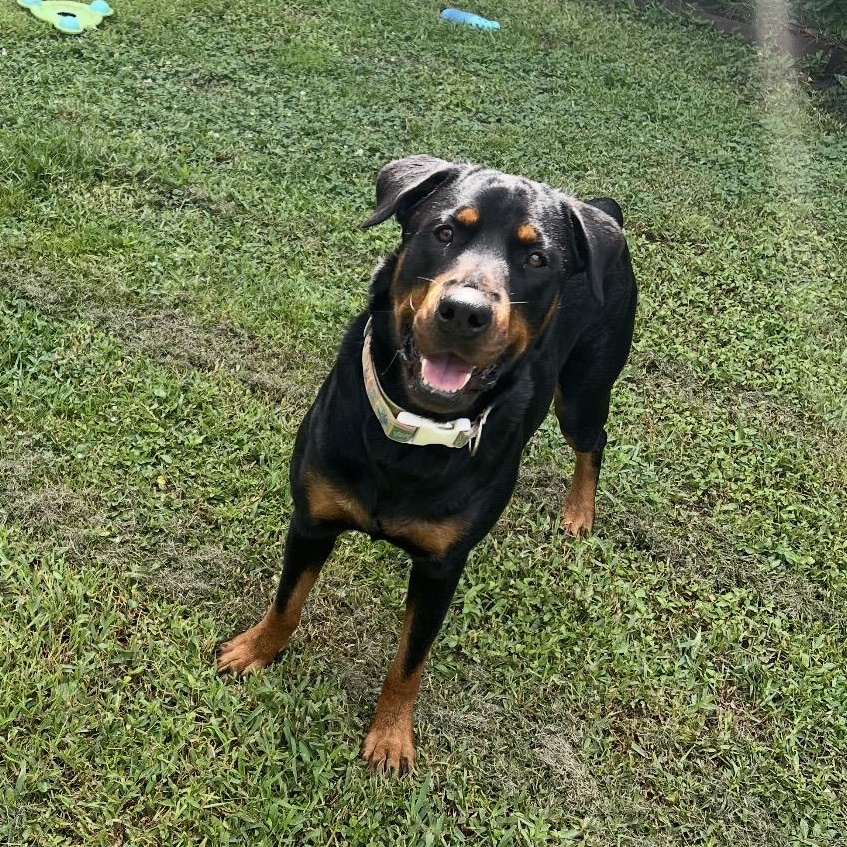 Madeline, Adoptable, Adult Female Rottweiler.