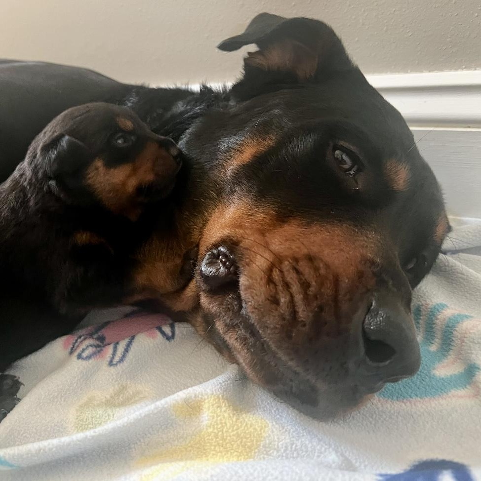 Enlarge Madeline, a Adoptable Rottweiler in New Orleans, LA image 5/6