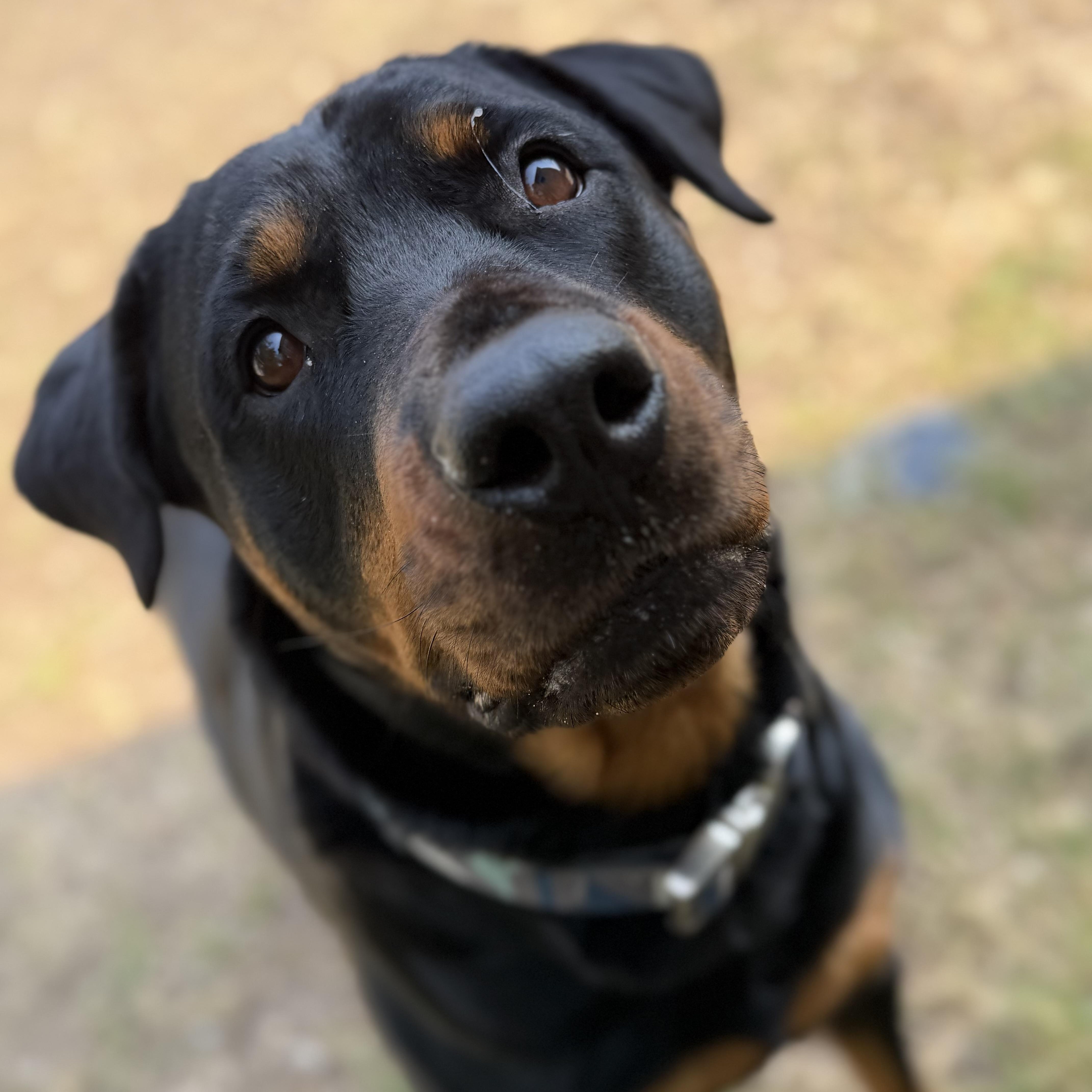Enlarge Madeline, a Adoptable Rottweiler in New Orleans, LA image 3/6