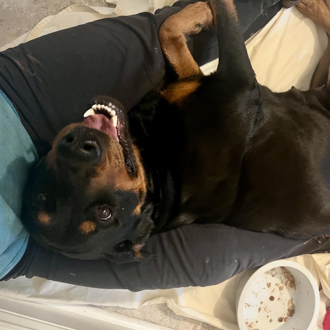 Enlarge Madeline, a Adoptable Rottweiler in New Orleans, LA image 6/6