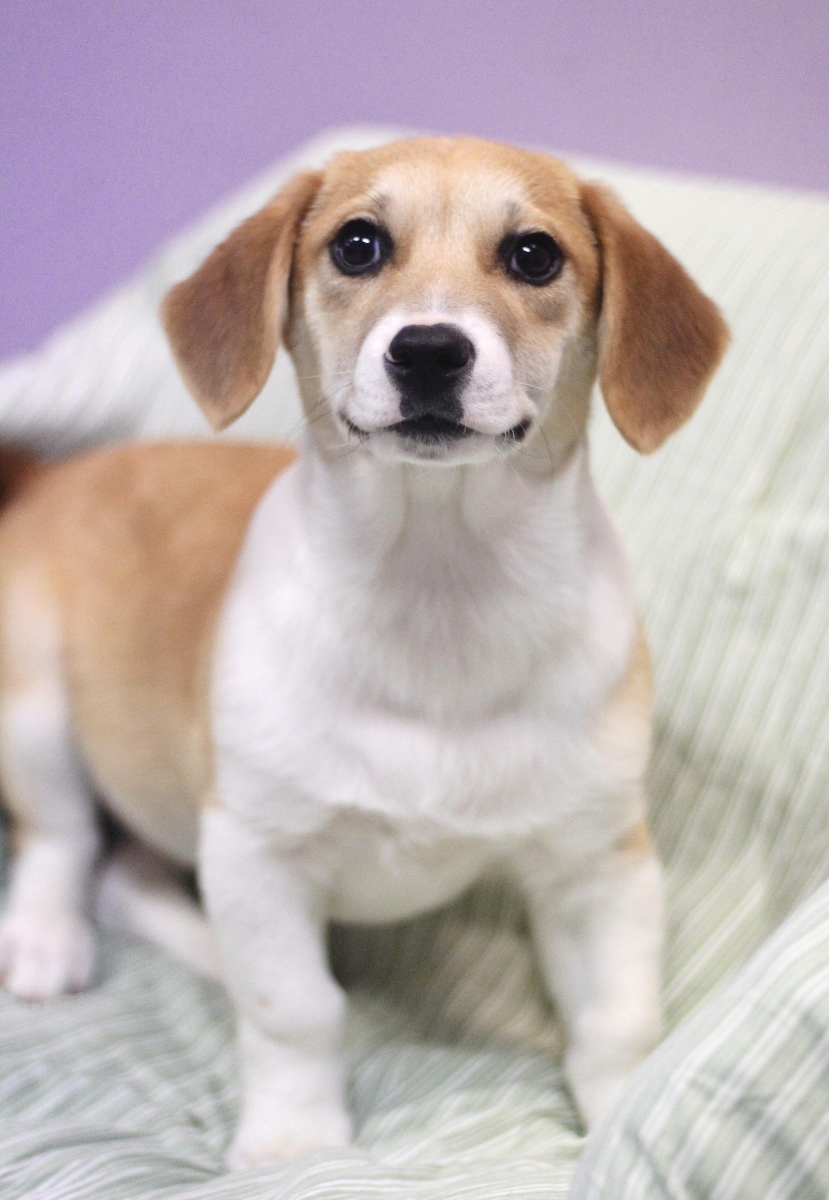 Evan in NH! Come Meet our Adoptable Dogs Wednesday-Saturday. More info in Bio!, adopted, Puppy Male Dachshund.