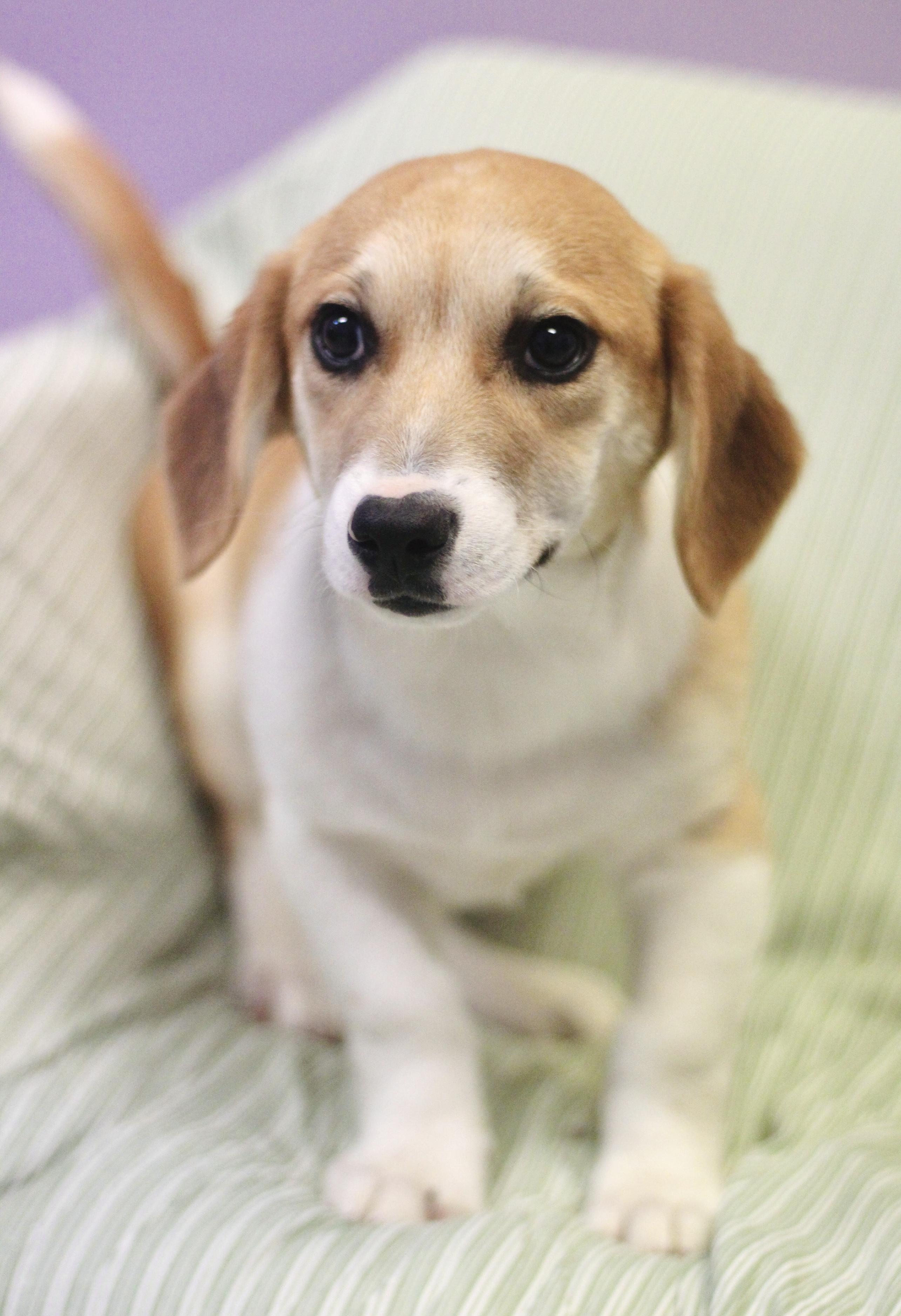 Enlarge Evan in NH! Come Meet our Adoptable Dogs Wednesday-Saturday. More info in Bio!, an adopted mixed breed in Manchester, NH image 2/2