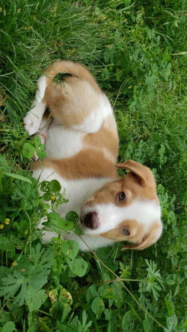 Skye, a ADOPTABLE mixed breed in Anderson, TX image 2/2