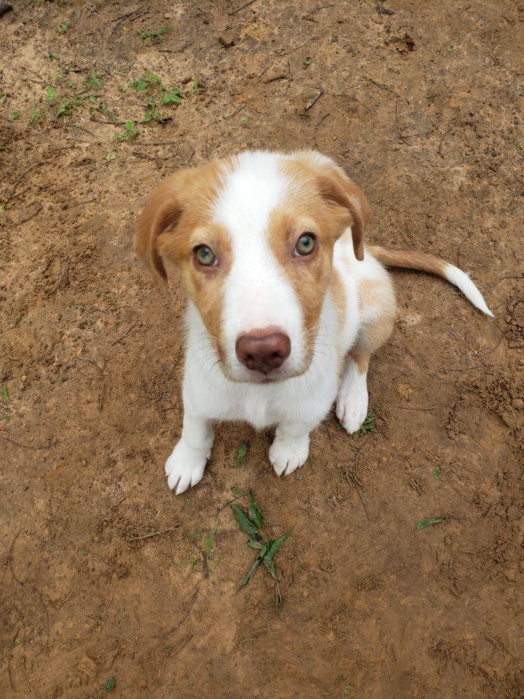 Skye, ADOPTABLE, Young Male Australian Shepherd.